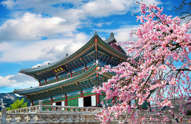 cherry blossom thumbnail.png