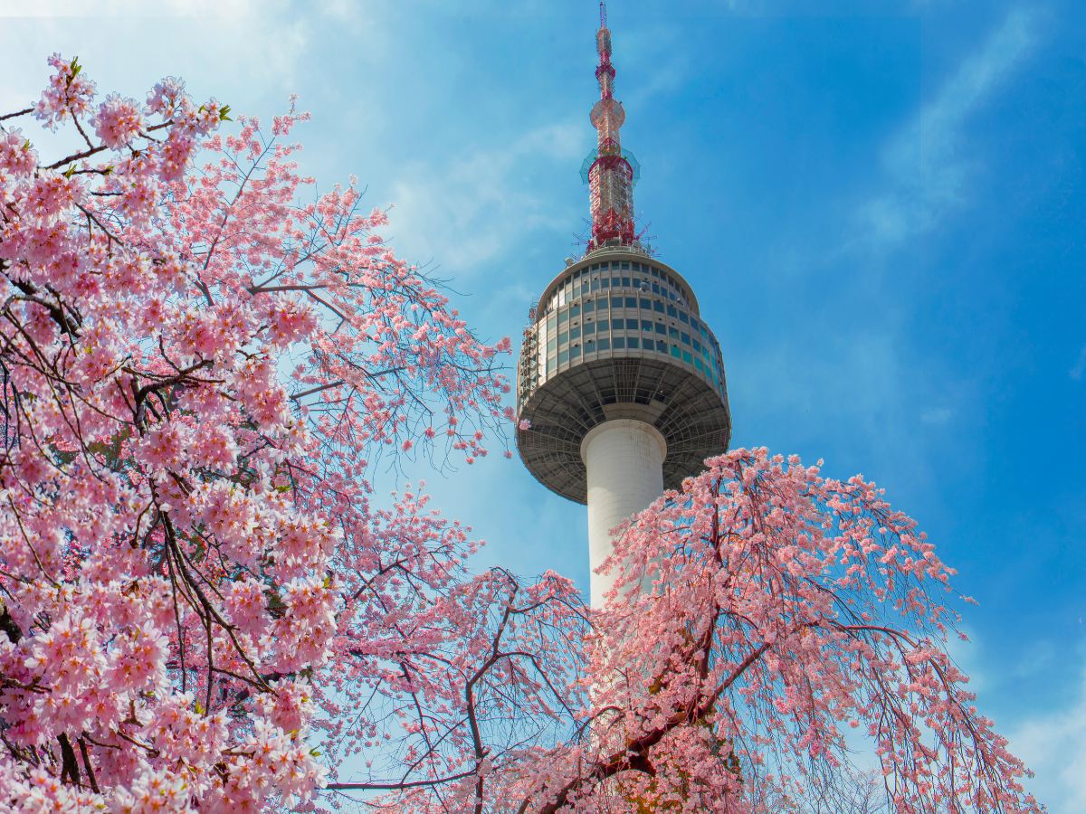 Cherry Blossom Package.png